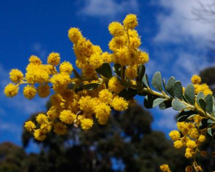 Acacia cultriformis - has fluffy yellow flowers in spring