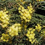 Acacia  iteaphylla 