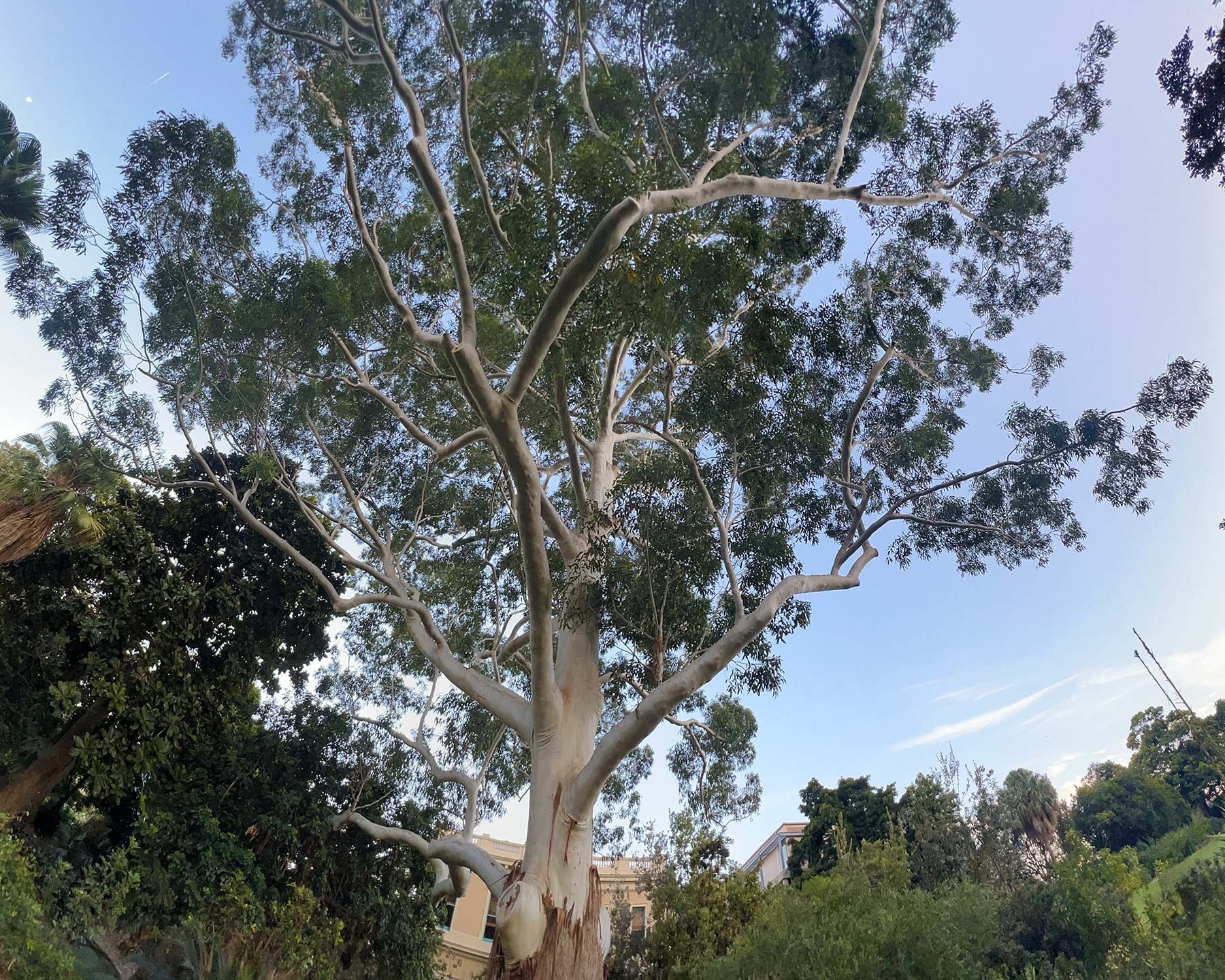 Eucalyptus grandis