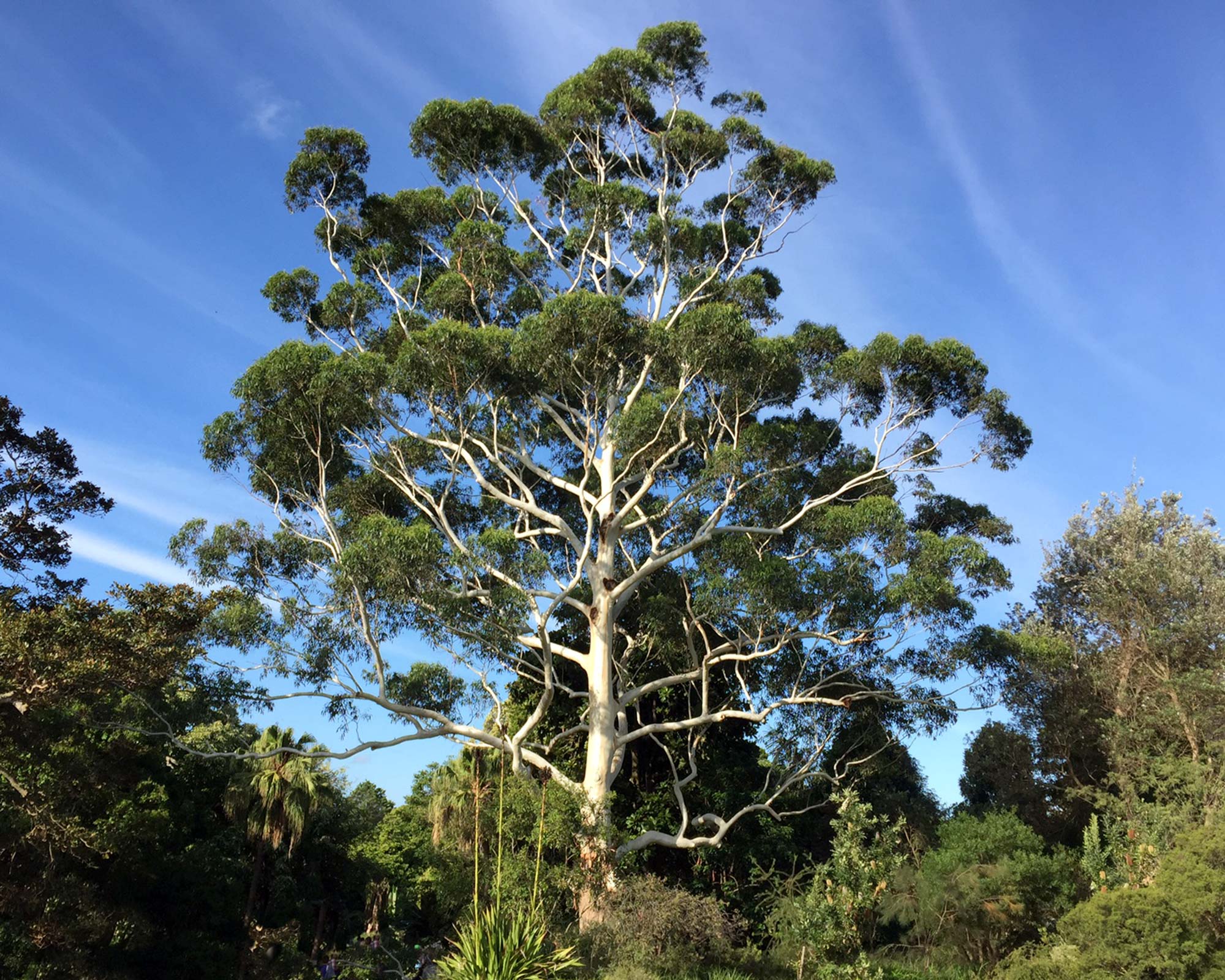 Eucalyptus grandis -Flooded Gum - Sydney Botanical Gardens