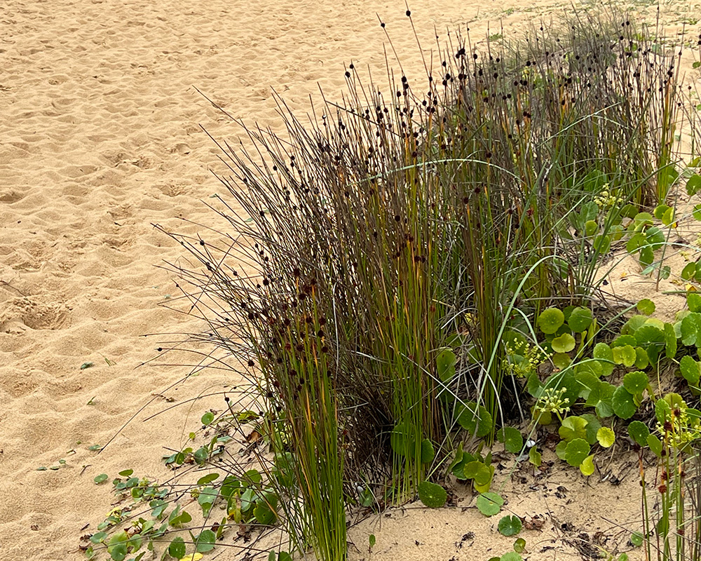 Isolepis nodosa growing on the beach