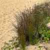 Isolepis nodosa growing on the beach