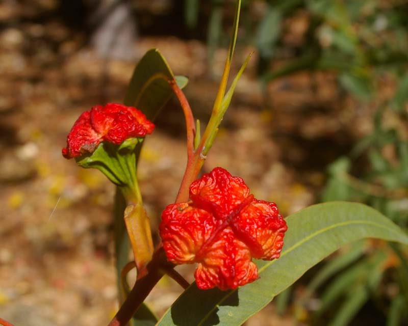 Bright red buds - Eucalyptus erythrocorys