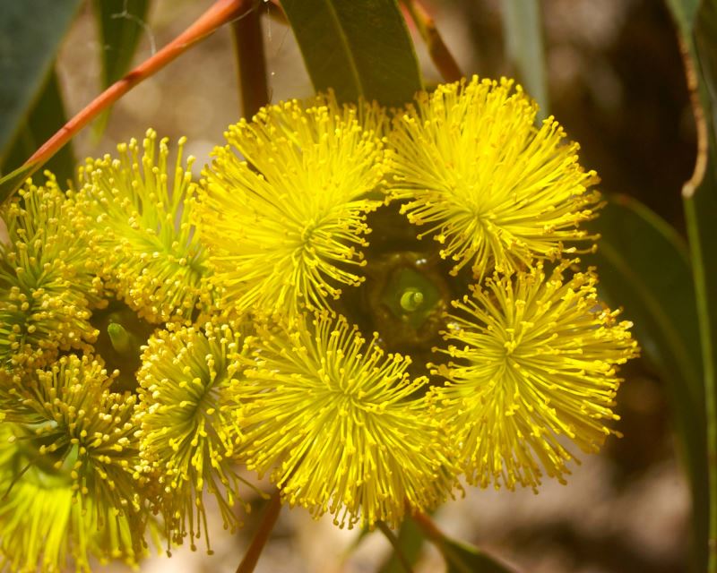 Showy yellow flowers - Eucalyptus erthyrocorys