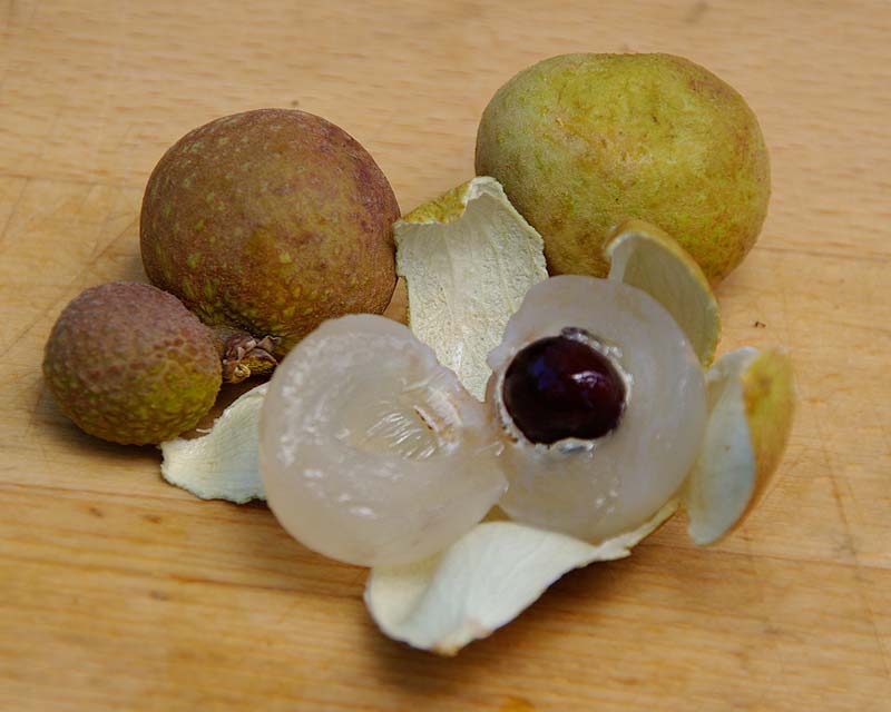 Dimocarpus longan otherwise known as the Longan Fruit