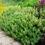 Artemisia abrotanum 
