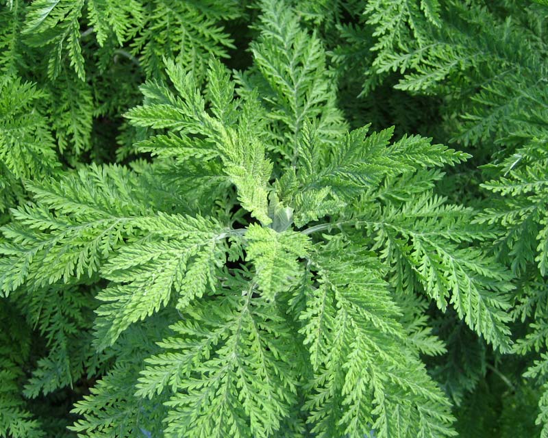 Artemisia abrotanum has feathery grey green leaves