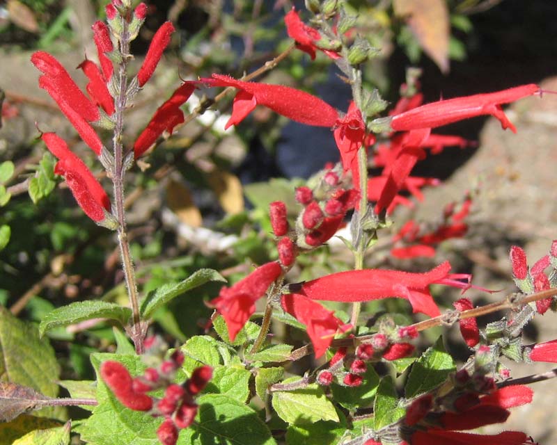 Salvia elegans has bright red flowers and calyces