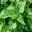 Nepeta cataria var Citriodora - has lemon scented leaves