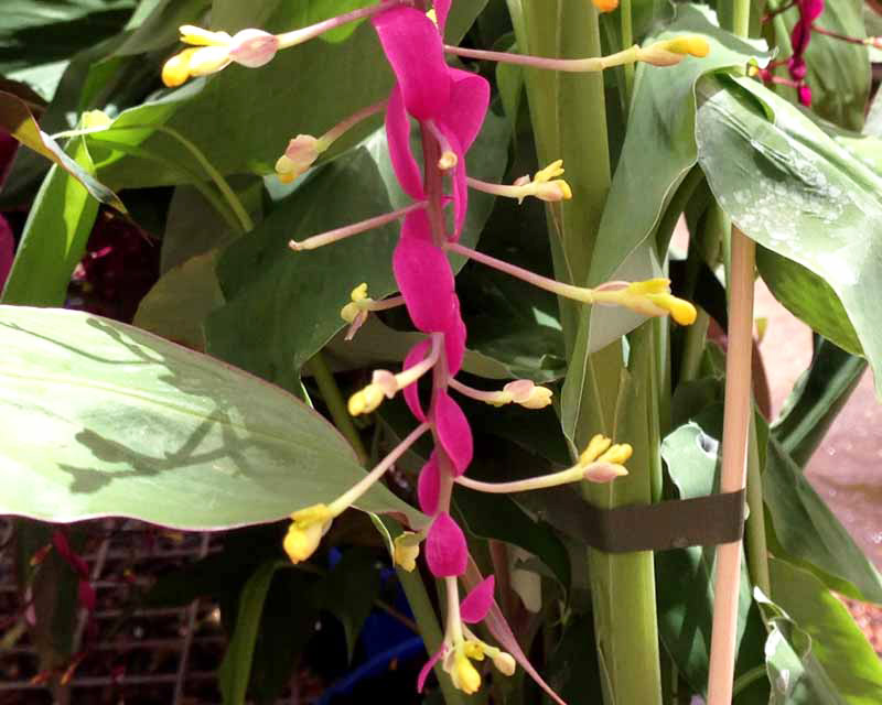 Globba Red Dragon - have wonderful red bracts and yellow flowers