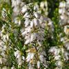 Erica carnea Springwood White - grows vigorously and produces masses of white flowers in winter and early spring