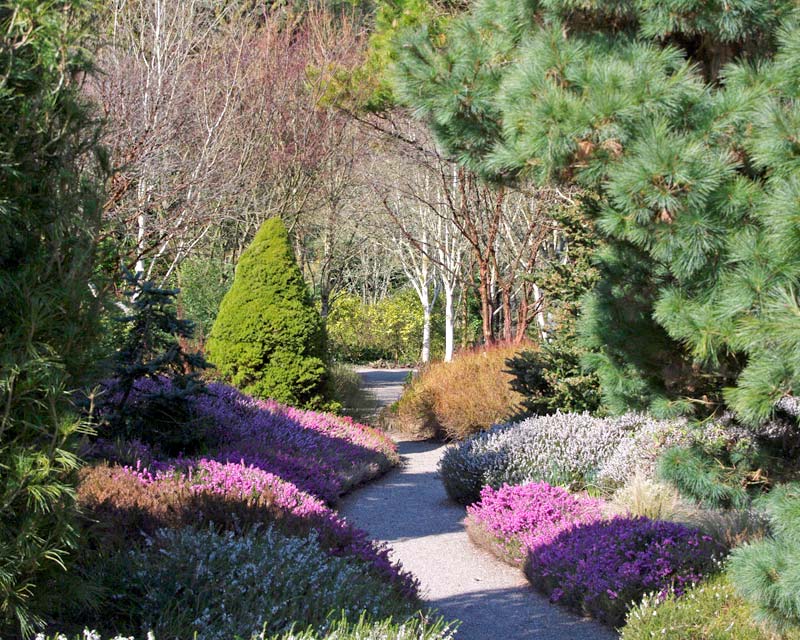 Erica X Darleyensis add colour to garden borders in spring - RHS Rosemoor