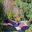Erica X Darleyensis add colour to garden borders in spring - RHS Rosemoor