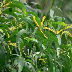 Acacia auriculiformis 