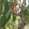 The pods of the Acacia auriculiformis - photo Margaret Donald