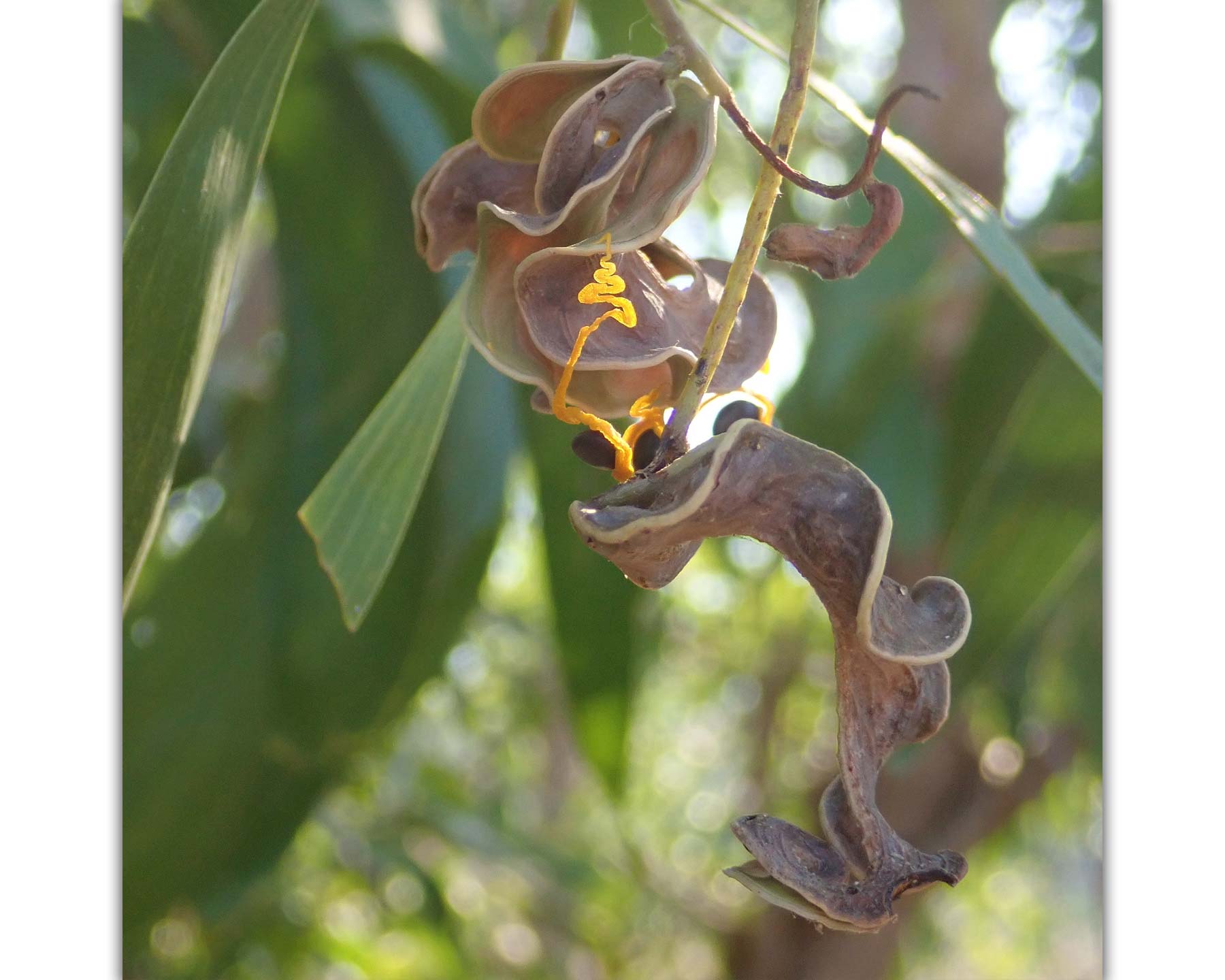 The pods of the Acacia auriculiformis - photo Margaret Donald