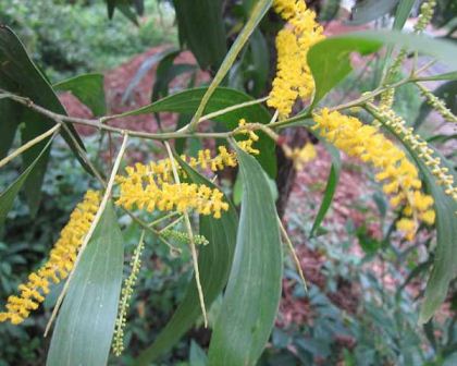 Acacia auriculiformis has fluffy yellow flowers on cylindrical spike           Photo: Wikicommons user MLW-2013