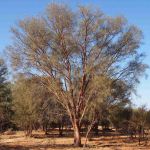 Acacia cyperophylla 
