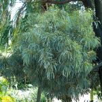 Acacia harpophylla 