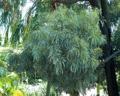 Acacia harpophyla