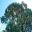 Acacia harpophyla