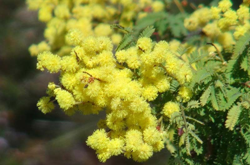 Acacia pubescens - Downy Wattle