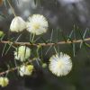 Acacia ulicifolia Prickly Moses - photo 'lookcloser'