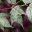 Acer conspicuum 'Silver Cardinal' foliage