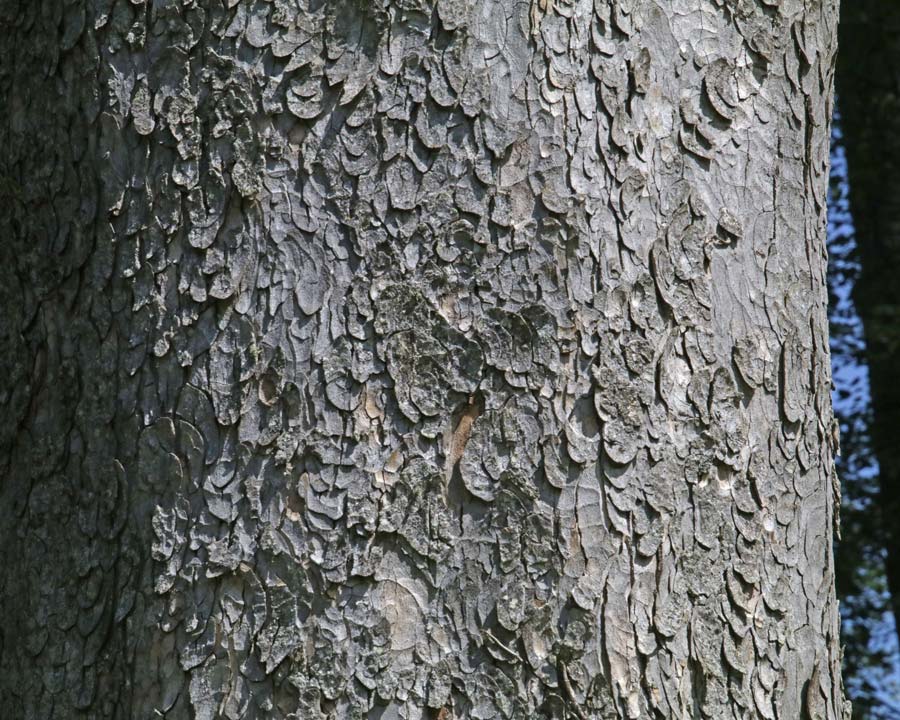 Acer pseudoplatanus bark