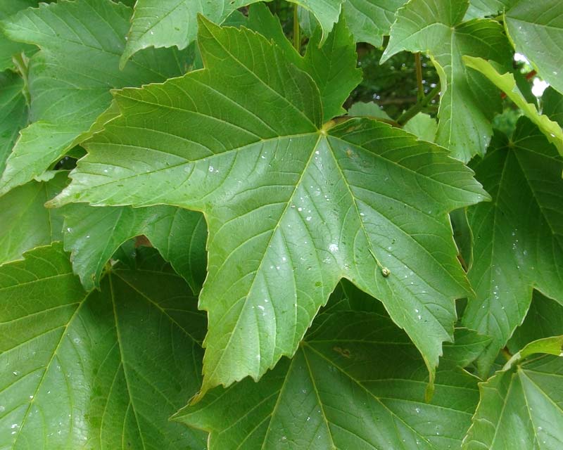 Acer pseudoplatanus, Sycamore Maple