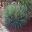 Agave striata ssp Falcata