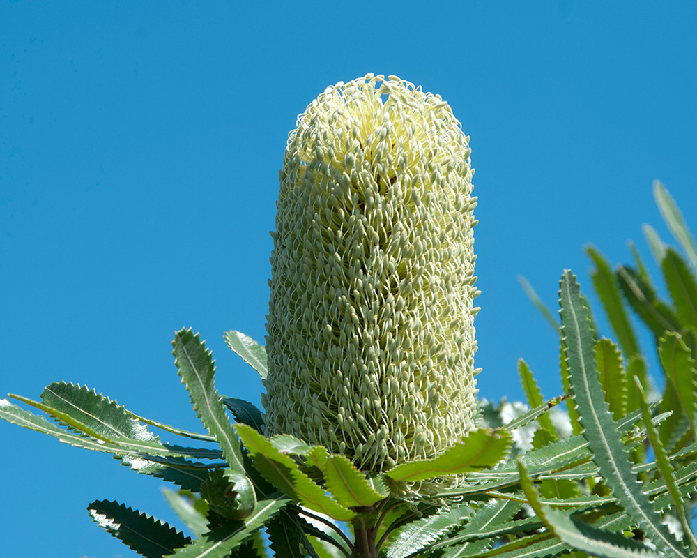 Banksia aemula commonly known as Wallum's Banksia has large lemon cones