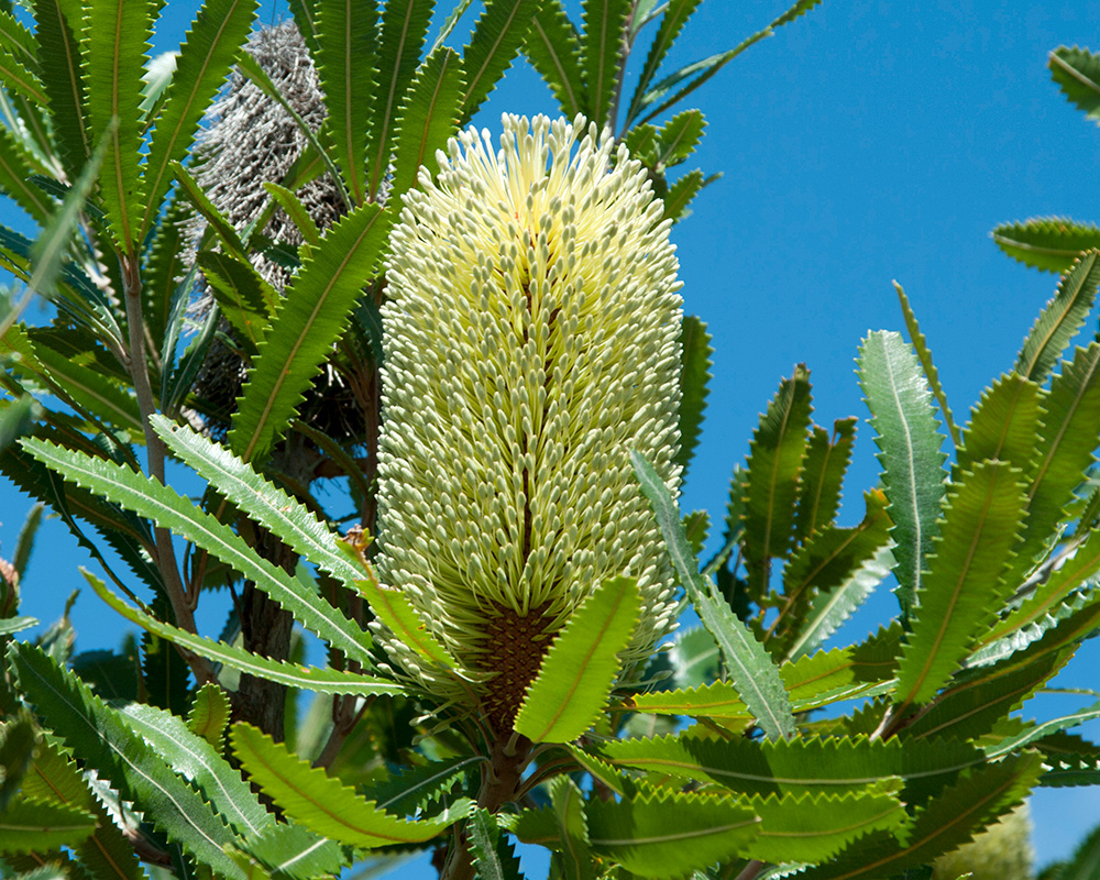 Banksia aemula - large lemon cones