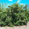 Banksia aemula - is a bushy shrub found along the coast of Eastern Australia