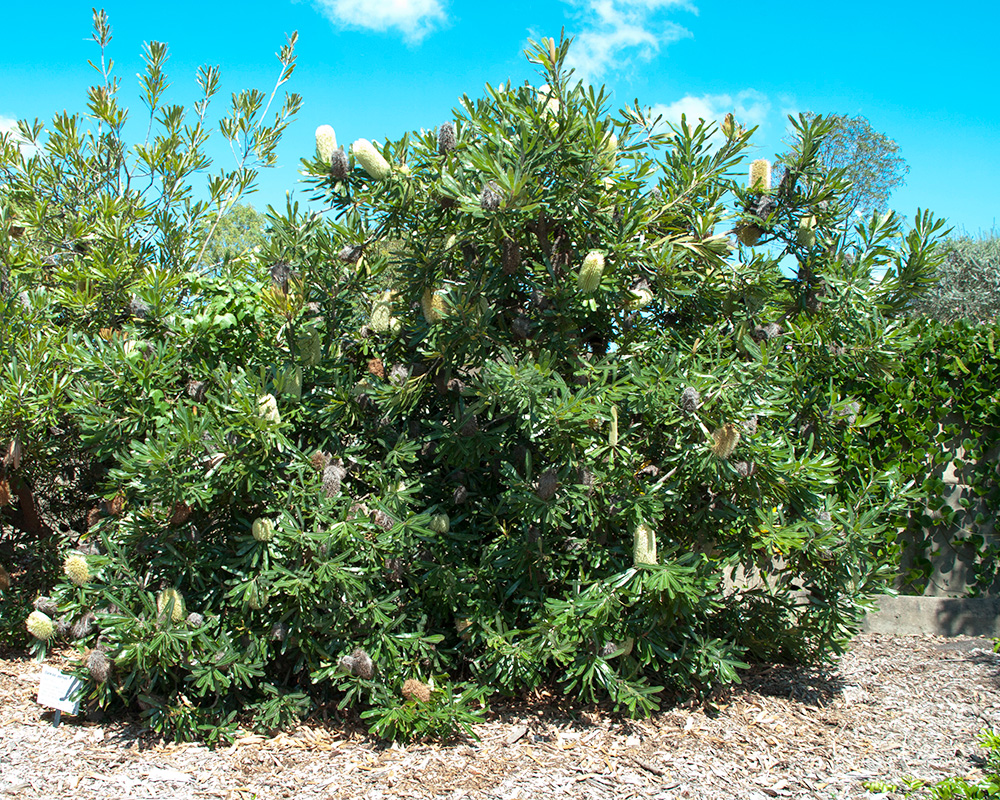 Banksia aemula - is a bushy shrub found along the coast of Eastern Australia