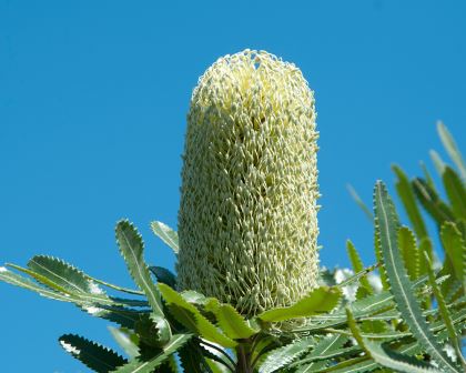 Banksia aemula commonly known as Wallum's Banksia has large lemon cones