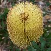 Banksia epica - photo gnangarra