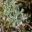 Banksia epica | GardensOnline