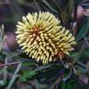 Banksia lindelyana