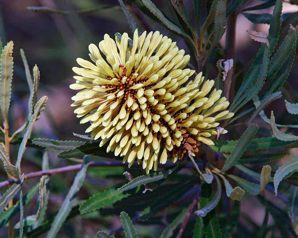 Banksia lindelyana