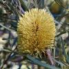 Banksia lindleyana has oval or round spikes of bright yellow flowers