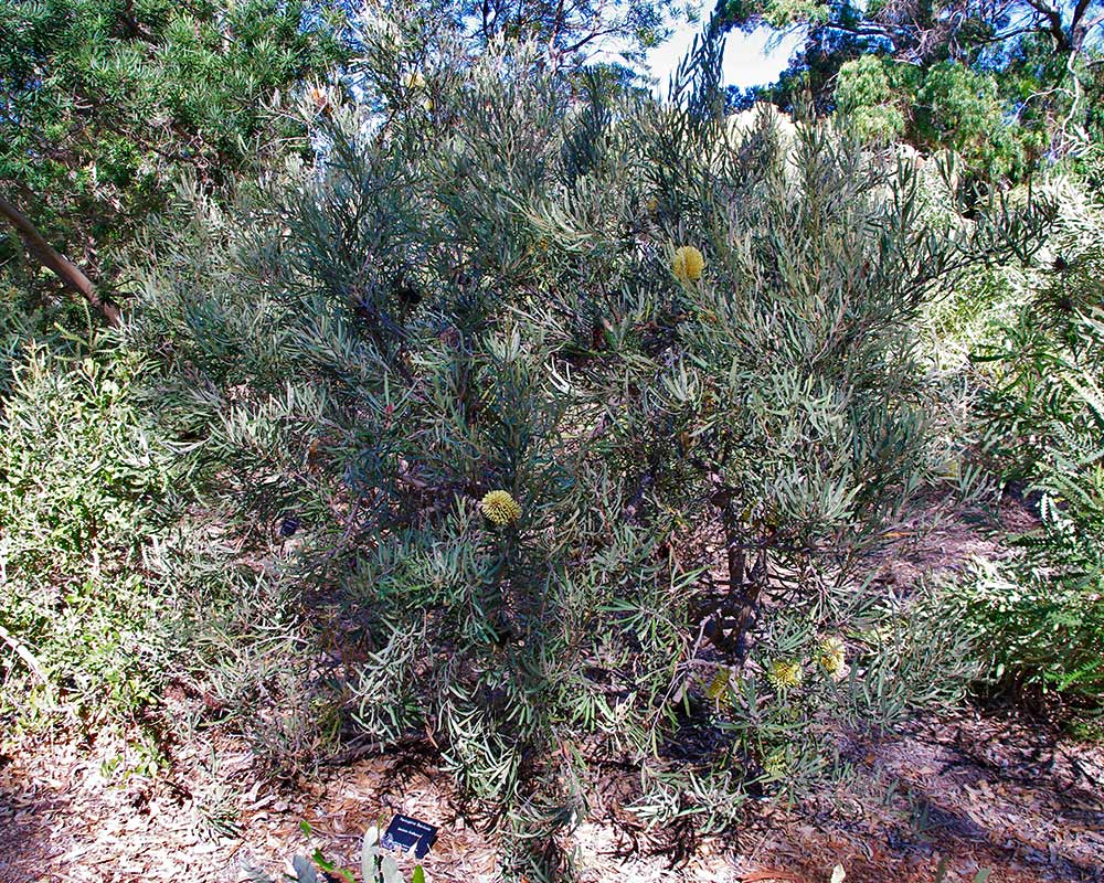 Banksia lindelyana is a medium size shrub with thin serrated leaves