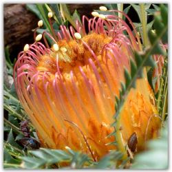 Banksia nivea subsp. nivea
