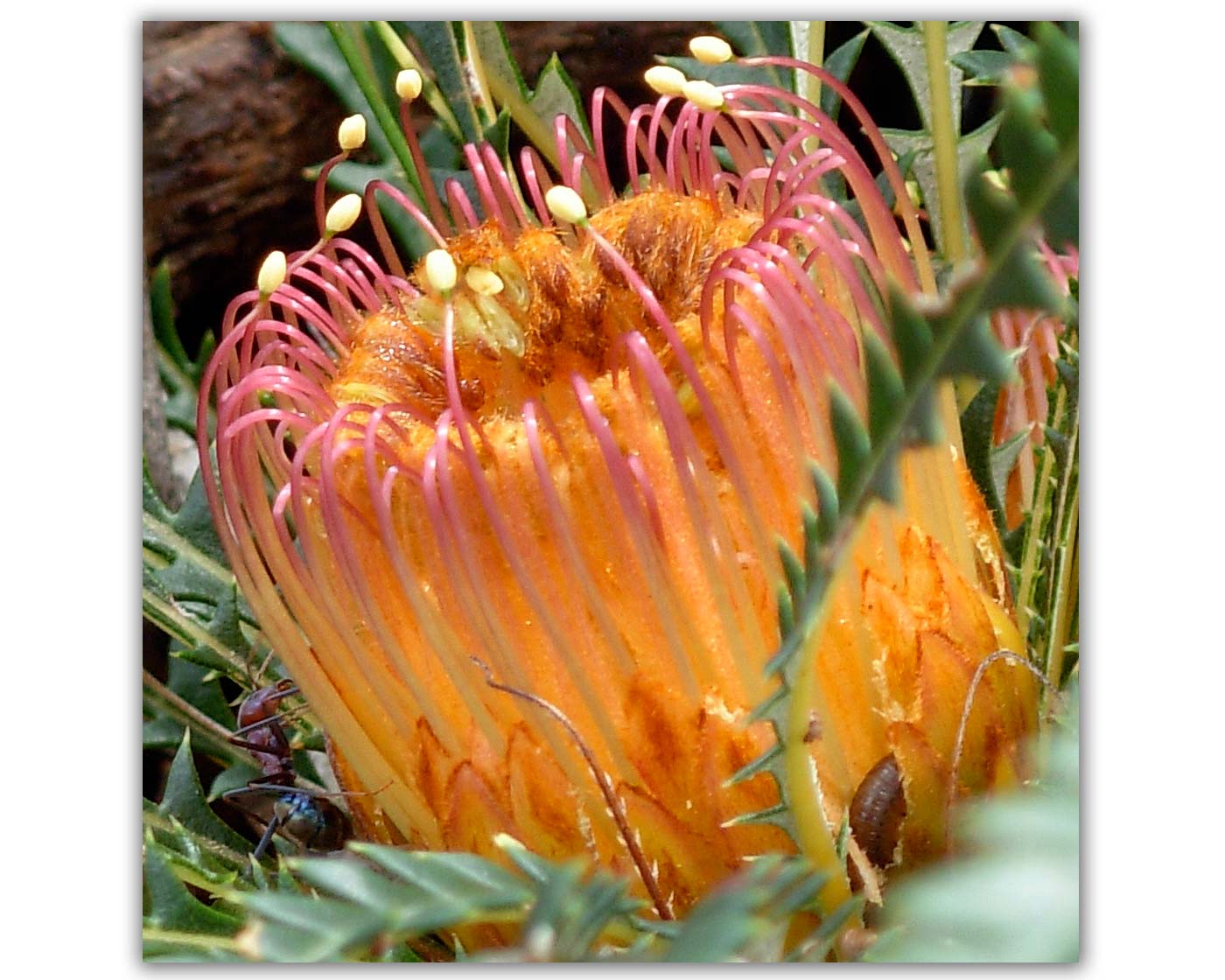 The flowers of Banksia nivea have a hole in the middle thought to protect small mammals and birds as they feed - photo JarrahTree