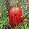 Banksia occidentalis has bright red cylindrical spikes