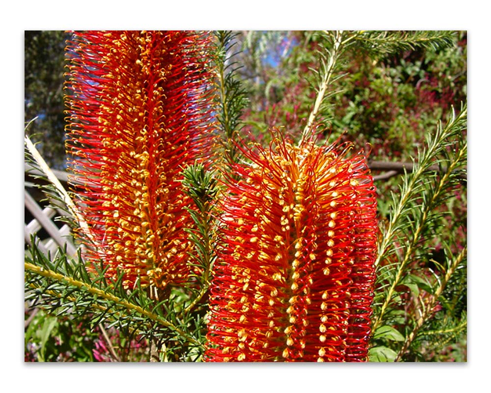 Banksia occidentalis - produces bright red spikes in summer and autumn