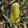 Banksia pilostylis has large cylindrical spikes of yellow flowers