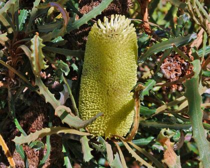Banksia pilostylis has large cylindrical spikes of yellow flowers