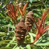 Banksia plagiocarpa the new growth is red and covered in fine hairs