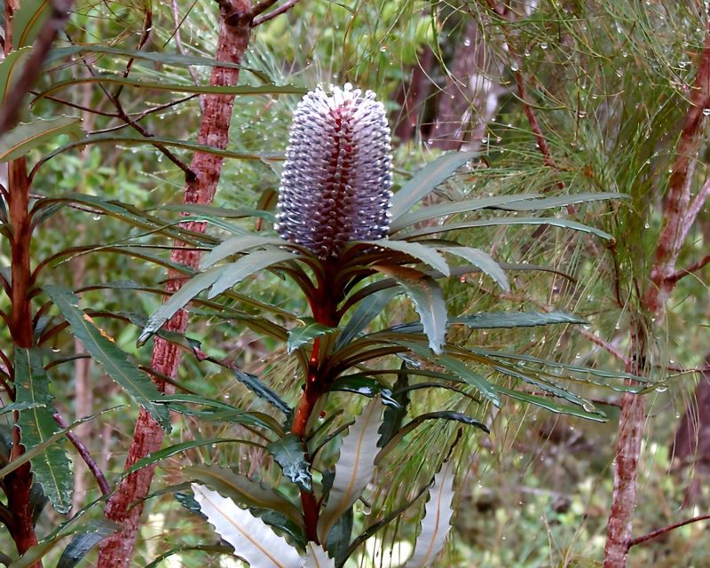 Banksia plagiocarpa - has mauve flowers - photo wikicommons